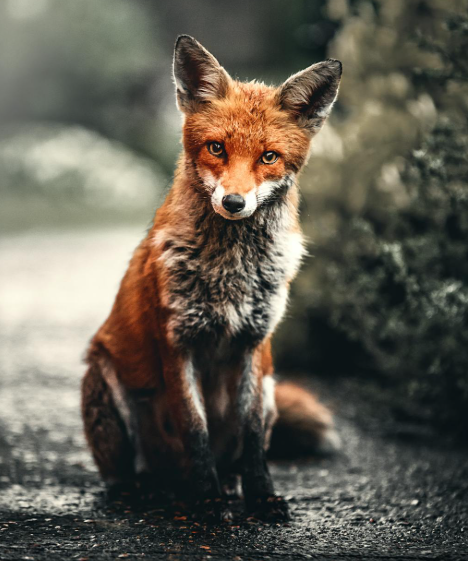 Fabels: dieren die ons iets over onszelf vertellen